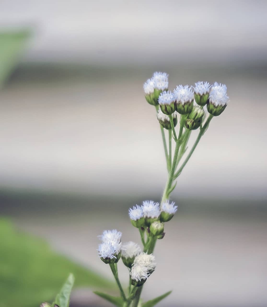 31 Plants That'll Keep Rabbits Out of Your Yard - GFL Outdoors